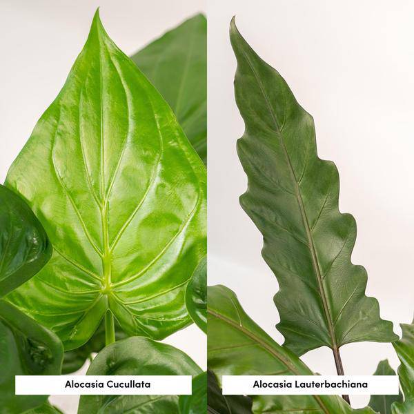 Alocasia Cucullata - Ø19cm - ↕60cm + Alocasia Lauterbachiana - Ø19cm - ↕75cm 