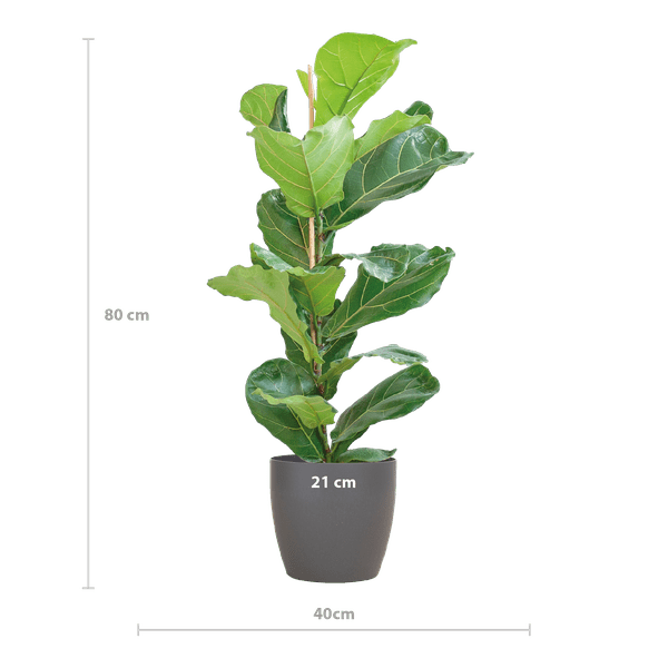 Ficus Lyrata – Geigen-Feige – Zimmerpflanze – 80 cm – Ø21 cm – inkl. Topf Viber Grau – Große Blätter, pflegeleicht, dekorativ 
