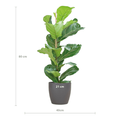 Ficus Lyrata – Geigen-Feige – Zimmerpflanze – 80 cm – Ø21 cm – inkl. Topf Viber Grau – Große Blätter, pflegeleicht, dekorativ 