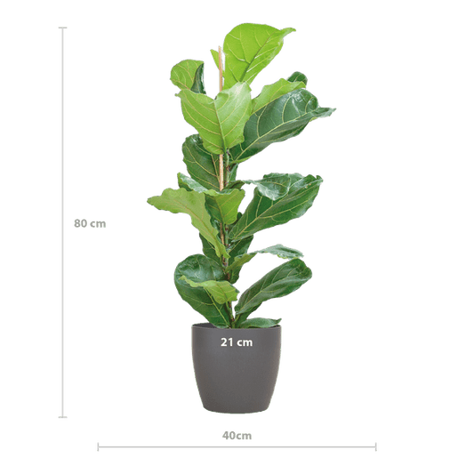 Ficus Lyrata – Geigen-Feige – Zimmerpflanze – 80 cm – Ø21 cm – inkl. Topf Viber Grau – Große Blätter, pflegeleicht, dekorativ 