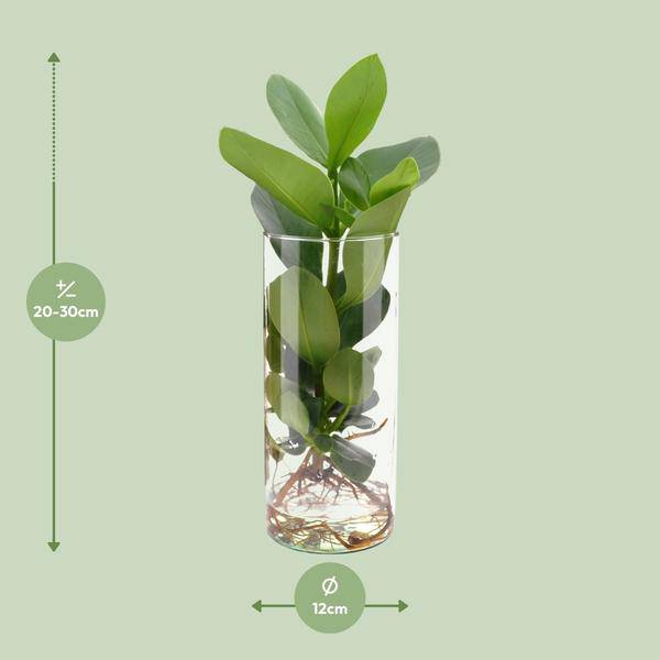 Clusia Im Zylinderglas - Ø12cm - ↕30cm 