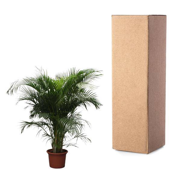 Goldfruchtpalme Dypsis Lutescens – Areca-Palme – 230cm hoch – Ø40cm – Große tropische Zimmerpflanze mit federartigen Blättern – Pflegeleicht & dekorativ – Für Wohnzimmer, Büro & Innenräume 