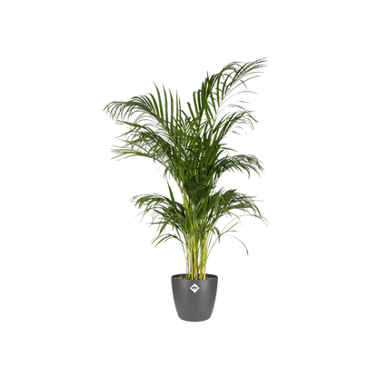 Topf Brüssel Rund Anthrazit – Blumentopf Ø30cm x Höhe 27cm – Moderner Pflanzentopf für Zimmerpflanzen & Garten 