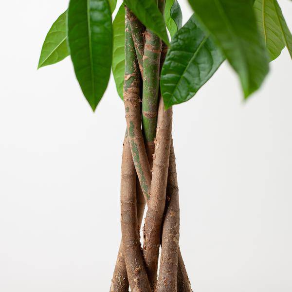 Pachira Aquatica 80cm – Glückskastanie Zimmerpflanze Ø21cm im naturfarbenen Seegras-Korb Sofia – Geldbaum mit geflochtenem Stamm 