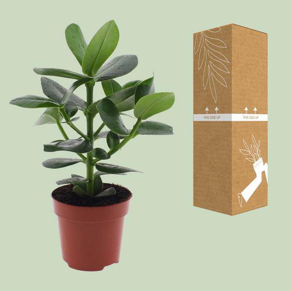 Clusia rosea Princess – Balsamapfel – Ø12cm – ↕15cm – Dekorative Zimmerpflanze mit glänzenden Blättern – Pflegeleicht & luftreinigend – Autogrammbaum 
