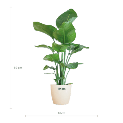 Strelitzia Nicolai – Baum-Strelitzie – Zimmerpflanze – 80 cm – Ø21 cm – inkl. Topf Viber Weiß – Große Blätter, tropisches Flair, pflegeleicht 