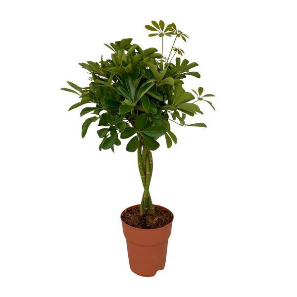 Strahlenaralie – Schefflera Compacta – Zimmerpflanze – Ø19 cm Topf – Ca. 80 cm hoch – Pflegeleicht & dekorativ – Ideal für Innenräume & überdachte Terrassen 