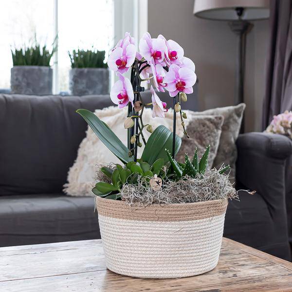 Rosa Phalaenopsis Orchidee – Niagara Fall – Ø12cm – Höhe 55–60cm – Blühende Zimmerpflanze mit großen rosa Blüten – Elegante Orchidee als Geschenk & Deko – Direkt aus der Gärtnerei 