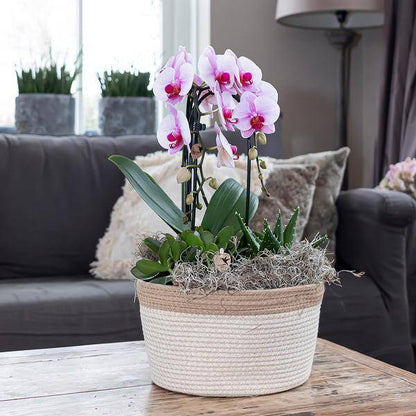Rosa Phalaenopsis Orchidee – Niagara Fall – Ø12cm – Höhe 55–60cm – Blühende Zimmerpflanze mit großen rosa Blüten – Elegante Orchidee als Geschenk & Deko – Direkt aus der Gärtnerei 