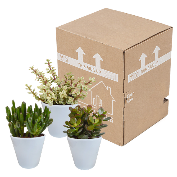 Dickblatt - Crassula - Mix - 8,5 cm - 3 Stück - im Witte-Topf 