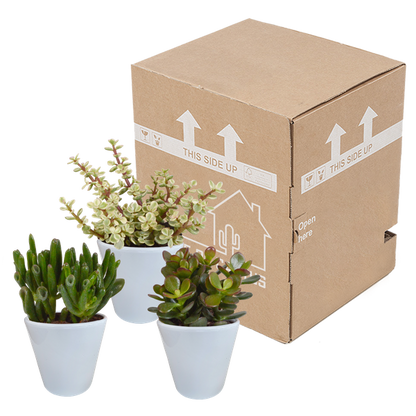 Dickblatt - Crassula - Mix - 8,5 cm - 3 Stück - im Witte-Topf 