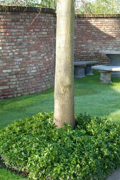 Japanischer Ysander Pachysandra terminalis – 6 Pflanzen – Immergrüner Bodendecker – Schattengarten – Pflegeleicht – Unkrautunterdrückend 