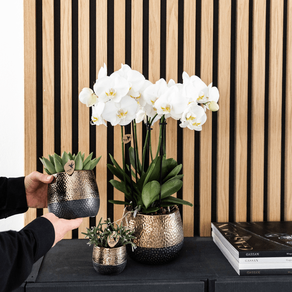 Phalaenopsis Orchideen Weiß – 2 Orchideen – Zimmerpflanzen mit langanhaltender Blüte – Ø12cm Töpfe – Frisch vom Bauern – Elegante Wohnraum-Deko 