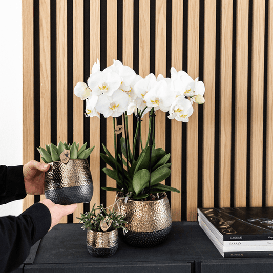 Phalaenopsis Orchideen Weiß – 2 Orchideen – Zimmerpflanzen mit langanhaltender Blüte – Ø12cm Töpfe – Frisch vom Bauern – Elegante Wohnraum-Deko 