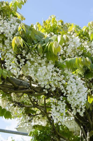 Blauregen - Wisteria floribunda 'Longissima Alba' - ↨65cm - Ø15cm - 2 Stück 