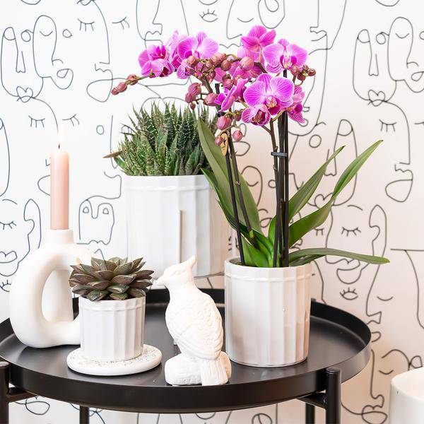 Phalaenopsis-Orchidee Mineral Vienna – Rosa – Ø9cm – Blühende Zimmerpflanze – 2-3 Zweige – Natürliche Farbpracht 