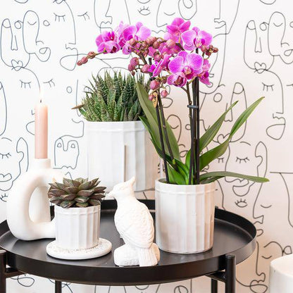 Phalaenopsis-Orchidee Mineral Vienna – Rosa – Ø9cm – Blühende Zimmerpflanze – 2-3 Zweige – Natürliche Farbpracht 