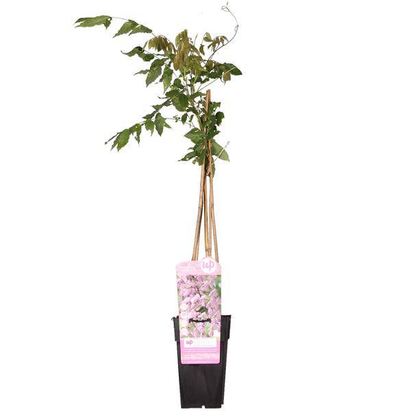 Rosa Blauregen - Wisteria floribunda 'Rosea' - Rosa Regen - Ø15cm - ↕65cm 