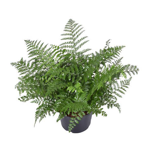 Nestfarn - Asplenium Parvati - Zimmerpflanze - Ø23cm - ↕55cm 