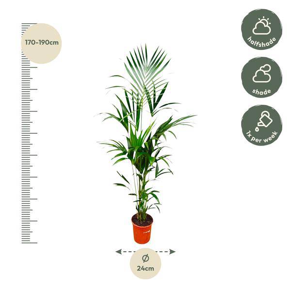 Kentia-Palme – Howea forsteriana – 180 cm hoch – Ø24 cm-Topf – Elegante Zimmerpalme – Luftreinigend & pflegeleicht – Für Wohnzimmer, Büro & Wintergarten 