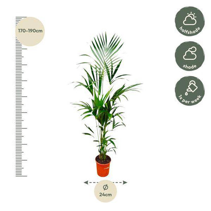Kentia-Palme – Howea forsteriana – 180 cm hoch – Ø24 cm-Topf – Elegante Zimmerpalme – Luftreinigend & pflegeleicht – Für Wohnzimmer, Büro & Wintergarten 