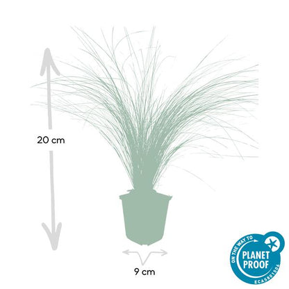 Federgras – Stipa tenuissima 'Pferdeschwänze' – ↕10-25cm – Ø9cm – 6 Pflanzen – Luftiges Ziergras – Sonne – Pflegeleicht – Blühend von Mai bis Septembe 