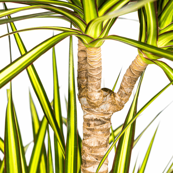 Dracaena marginata Sunray – Drachenbaum – Zimmerpflanze – Ø24cm – ↕130-150cm – Tropische Pflanze für hellen Innenbereich – Pflegeleicht & Minimalistisch 