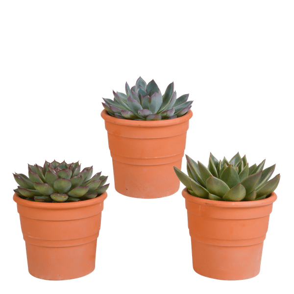 Steinrose - Echeveria - Mix  10,5 cm - 3 Stück - Zimmerpflanze - im Terrakotta-Topf 
