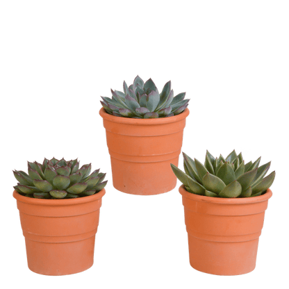 Steinrose - Echeveria - Mix  10,5 cm - 3 Stück - Zimmerpflanze - im Terrakotta-Topf 