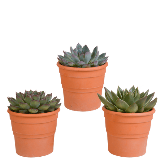 Steinrose - Echeveria - Mix  10,5 cm - 3 Stück - Zimmerpflanze - im Terrakotta-Topf 