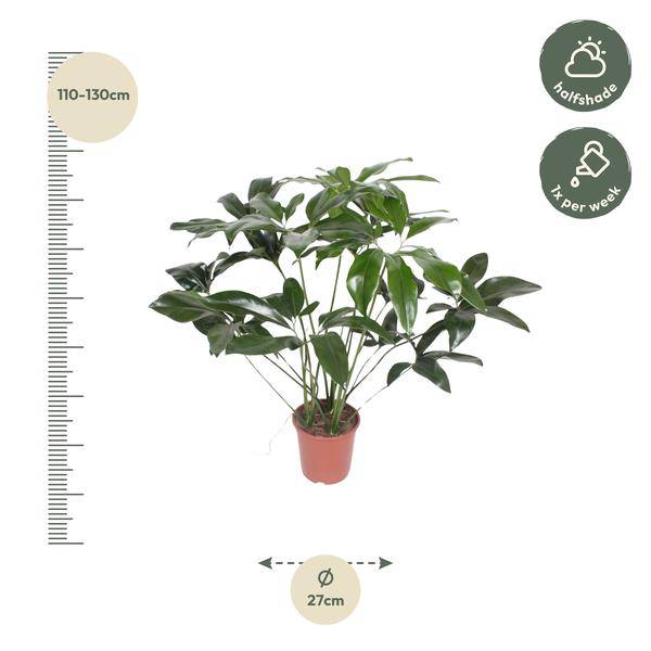 Baumfreund – Philodendron Green Wonder – Zimmerpflanze – 120cm – Ø27cm – tropische Kletterpflanze mit großen herzförmigen Blättern 