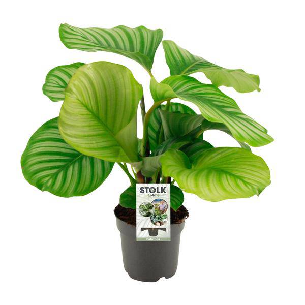 Korbmarante Calathea Orbifolia – Zimmerpflanze – Ø14cm – 45cm Höhe – tropisches Blattwunder – pflegeleicht & luftreinigend 