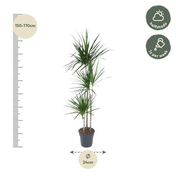 Drachenbaum – Dracaena Marginata 160cm – Ø24cm – Zimmerpflanze mit roten Blatträndern – Elegante pflegeleichte Grünpflanze im elho Greenville Round Topf Braun für Wohnzimmer, Büro & Wintergarten 