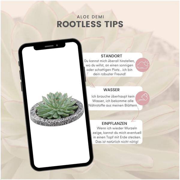 Sukkulente - Echeveria Pulidonis in Schale 'Concrete' - Zimmerpflanze - Ø20 cm - ↕5 cm 