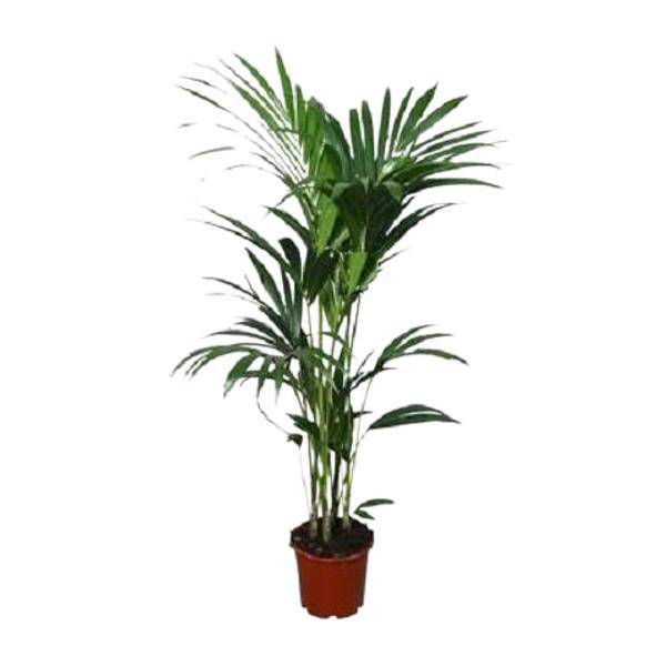 Kentia-Palme (Howea forsteriana) – Zimmerpflanze – Ø22cm – 120 cm hoch – Luftreinigend & Pflegeleicht 