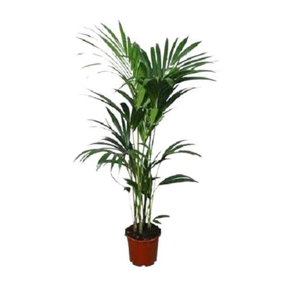 Kentia-Palme (Howea forsteriana) – Zimmerpflanze – Ø22cm – 120 cm hoch – Luftreinigend & Pflegeleicht 