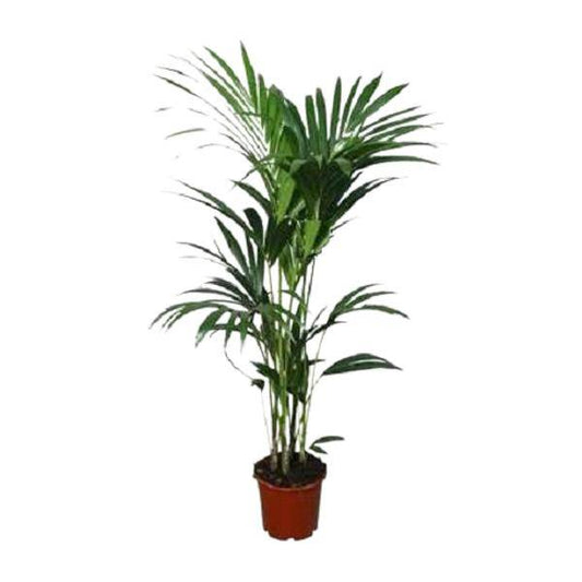 Kentia-Palme (Howea forsteriana) – Zimmerpflanze – Ø22cm – 120 cm hoch – Luftreinigend & Pflegeleicht 