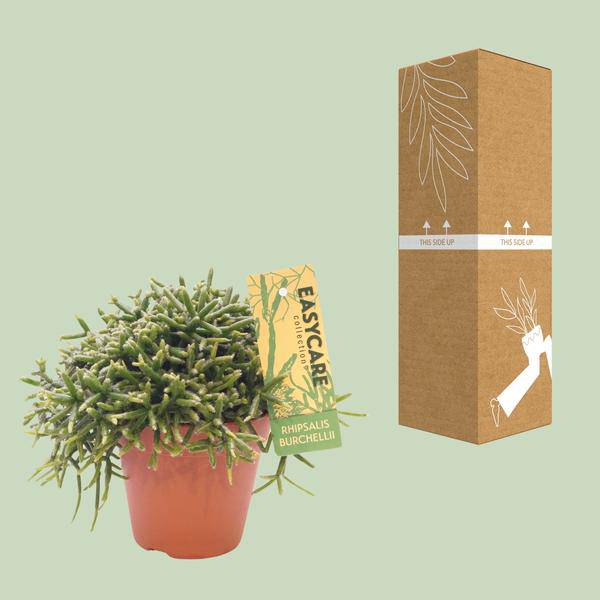 Korallenkaktus - Rhipsalis Burchellii - Ø12cm - ↕20cm 