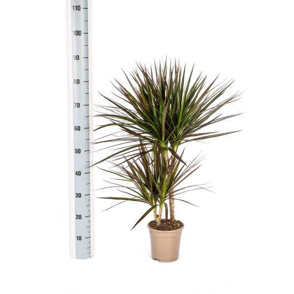 Dracaena Marginata Magenta – Drachenbaum – Zimmerpflanze – Ø17cm – ↕50-70cm – Pflegeleichte Grünpflanze mit roten Blatträndern – Luftreinigende Pflanze für Zuhause & Büro 