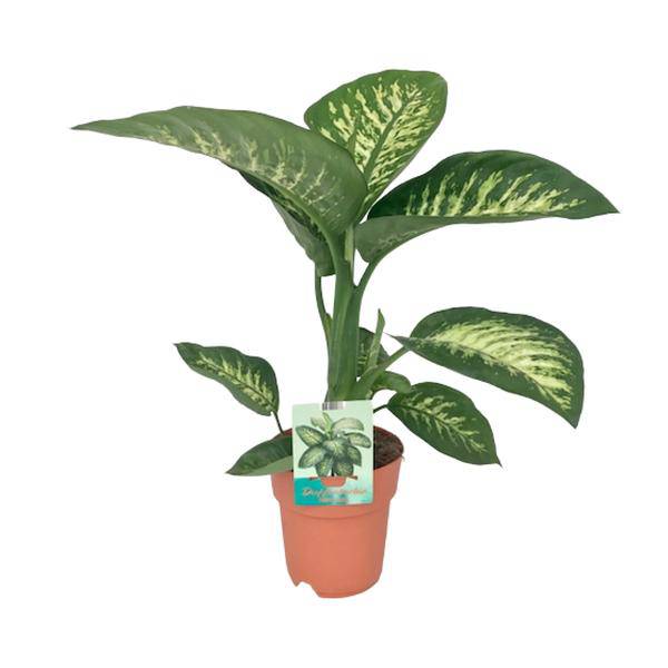 Dieffenbachie - Dieffenbachia seguine 'Tropic Snow' - Zimmerpflanze - Ø19cm - ↕70cm 