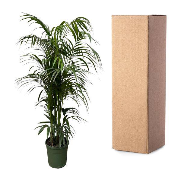 Kentia-Palme – Howea forsteriana – Zimmerpflanze 230cm – Ø38cm – Exklusive XXL-Palme mit eleganten Wedeln – Tropische Kübelpflanze für Wohnzimmer, Büro & Wintergarten – Pflegeleicht 