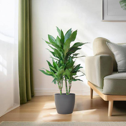 Dracaena Janet Lind 95cm – Drachenbaum Zimmerpflanze Ø21cm – pflegeleichte grüne Pflanze mit Viber Topf Grau – luftreinigende Pflanze für Wohnzimmer & Büro 
