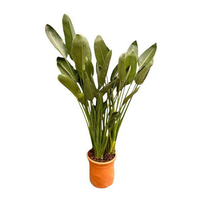 Strelitzia Reginae – Paradiesvogelblume – Zimmerpflanze 180cm – Ø50cm – Exotische Kübelpflanze mit orangefarbenen Blüten – Tropische Pflanze für Innen & Außen – Pflegeleicht 