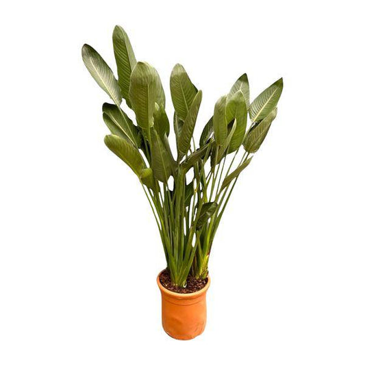 Strelitzia Reginae – Paradiesvogelblume – Zimmerpflanze 180cm – Ø50cm – Exotische Kübelpflanze mit orangefarbenen Blüten – Tropische Pflanze für Innen & Außen – Pflegeleicht 