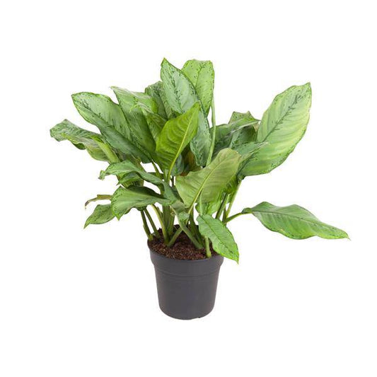 Kolbenfaden - Aglaonema B.J, Freedman - Zimmerpflanze - Ø24cm - ↕70cm 
