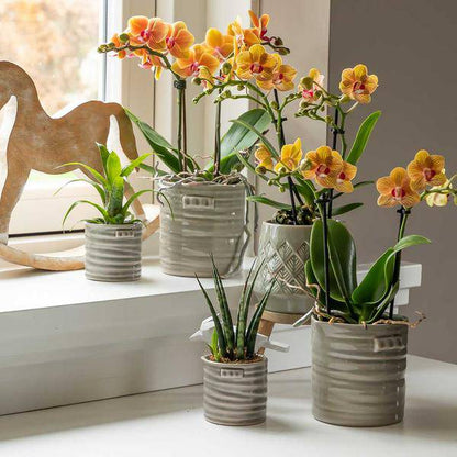 Phalaenopsis Orchid Orange Jamaica – Zimmerpflanze – Ø9cm – Strahlend orangefarbene Blüten 