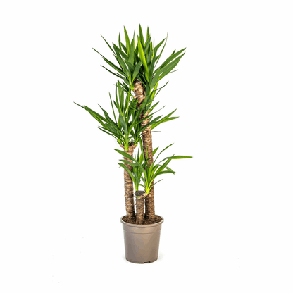 Yucca Elephantipes – Riesen-Palmlilie – Zimmerpflanze Ø24cm ↕120-140cm – Robust & pflegeleicht – Schwertförmige Blätter – Modernes Design 