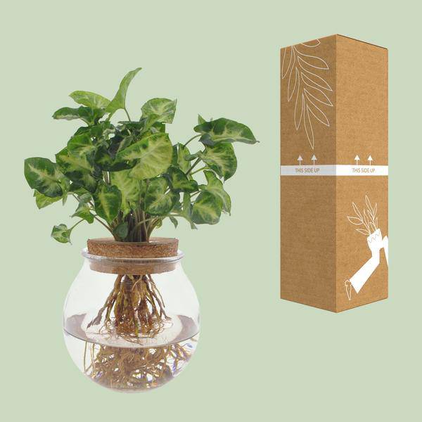 Purpurtute Syngonium Pixie – Hydroponische Zimmerpflanze – Ø12cm – 30cm Höhe – dekoratives grünes Laub – Pflegeleicht 