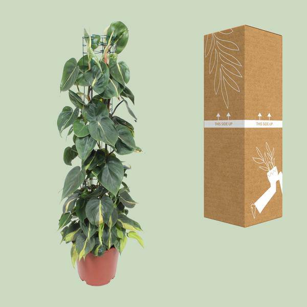 Baumfreund - Philodendron Scandens Brasil - Zimmerpflanze - Ø24cm - ↕120cm 