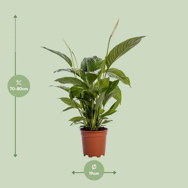 Einblatt - Spathiphyllum Bingo Cupido - Zimmerpflanze - Ø19cm - ↕80cm 